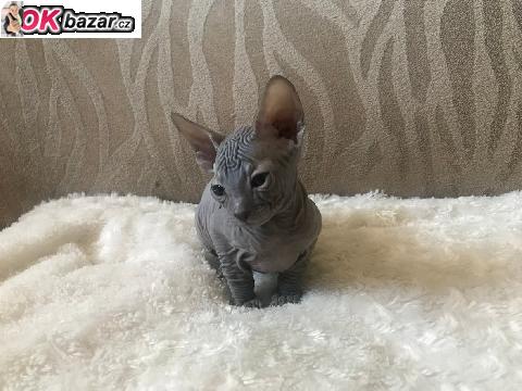 Don sphynx kote