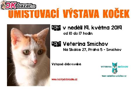 Umistovaci vystava kocek v Praze 5