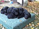 FLAT COATED RETRIEVER - stenata