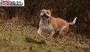 Kontinentalni buldok